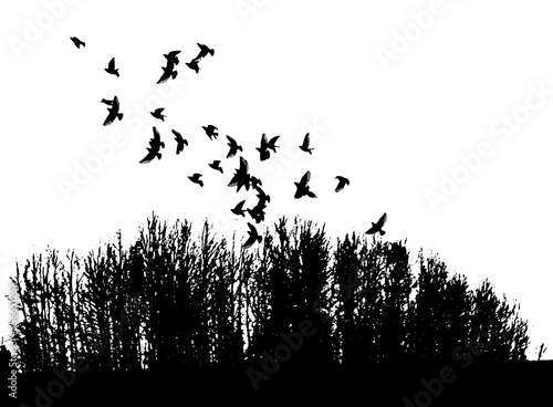 Vector illustration, silhouette of flying birds and tree branches, freedom. Forest and flying birds.