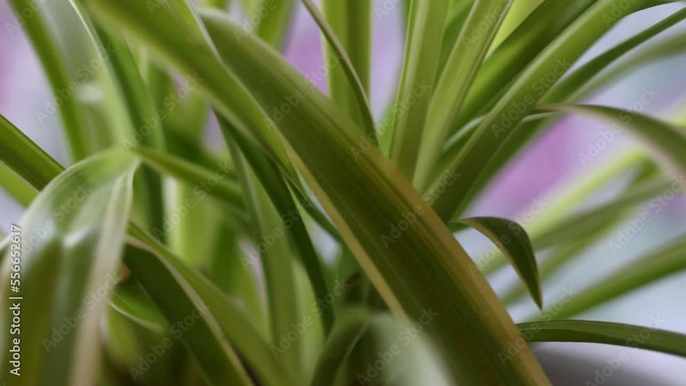 house plant chlorophytum rotates in a circle house plant chlorophytum rotates in a circle