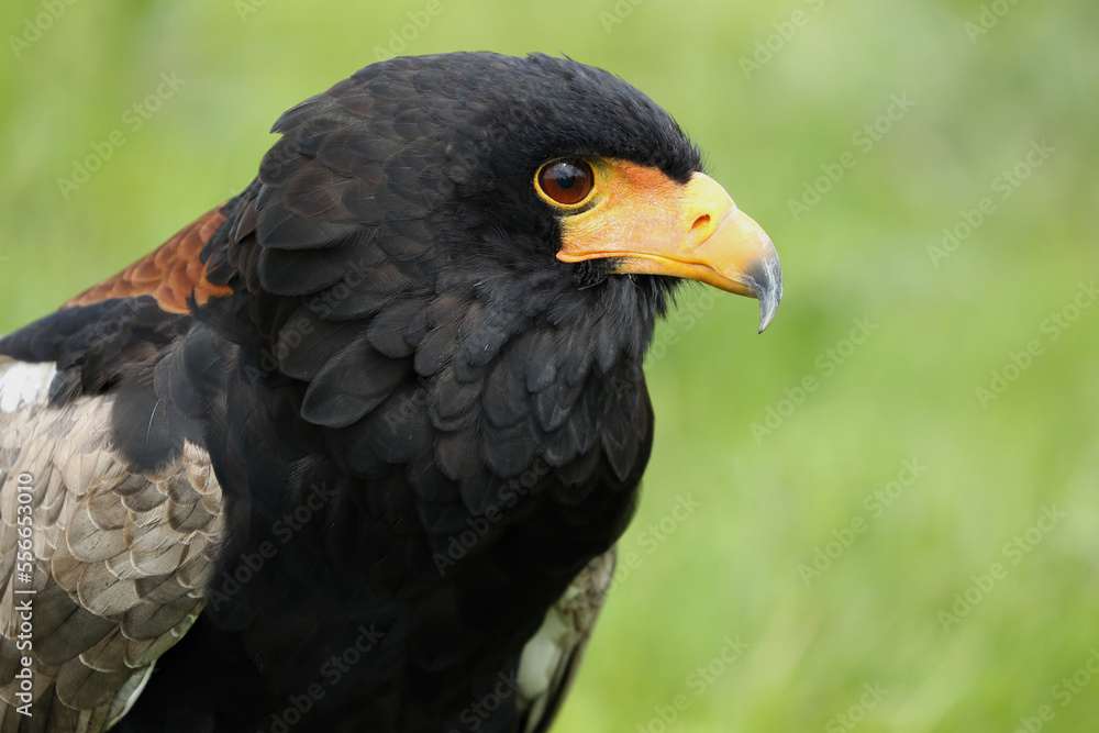 A portrait of a Bateleur resting in a meadow
A portrait of a Bateleur resting in a meadow