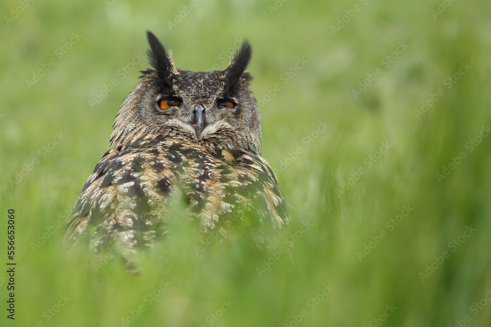 A portrait of an adult Eurasian Eagle Owl resting in a meadow
A portrait of an adult Eurasian Eagle Owl resting in a meadow