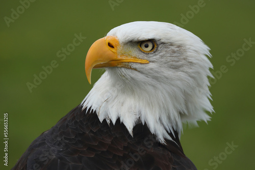 A portrait of a Bald Eagle against a green background 