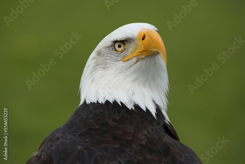 A portrait of a Bald Eagle against a green background 