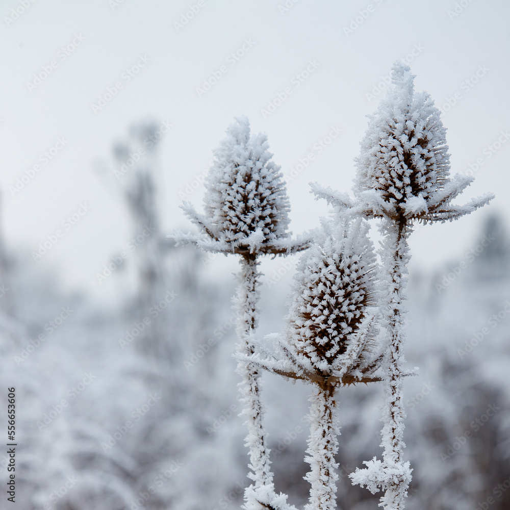 Wild teasel (Dipsacus fullonum) covered with a frost. Sqaure format. Austria, Vienna