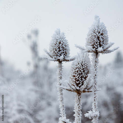 Wild teasel (Dipsacus fullonum) covered with a frost. Sqaure format. Austria, Vienna © 2xwilfinger