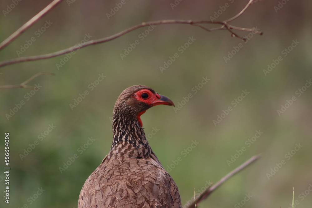 pheasant in the grass pheasant in the grass