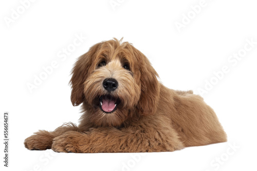 Cute red / abricot Australian Cobberdog / Labradoodle dog pup, laying down side ways. Mouth open, pink tongue out. Isolated on transparent background. photo