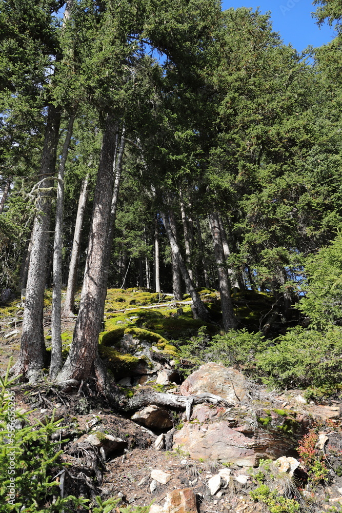 Fototapeta premium green fir forest in the sunlight