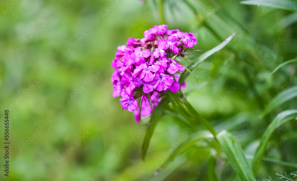 Flowers of a Turkish carnation plant. Beautiful fragrant pink flower.