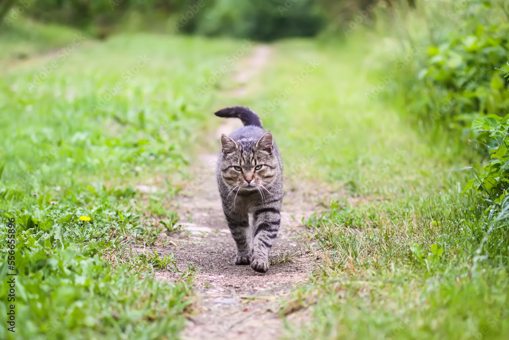 Domestic gray cat walking outside on a summer day.