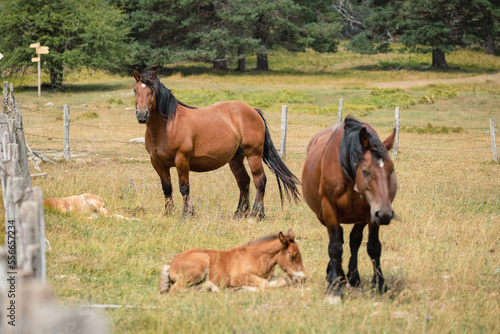Familia de caballos photo