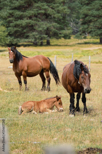 Familia de caballos
