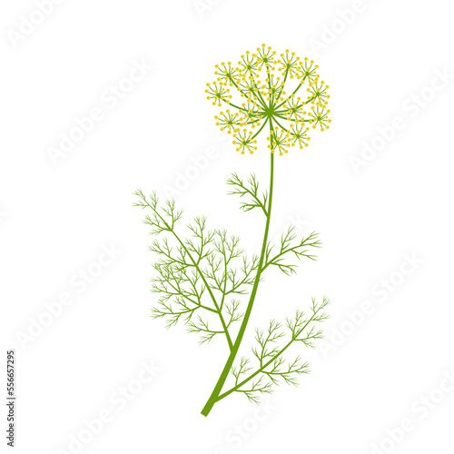 Vector illustration, dill with flowers, scientific name Anethum graveolens, isolated on white background.