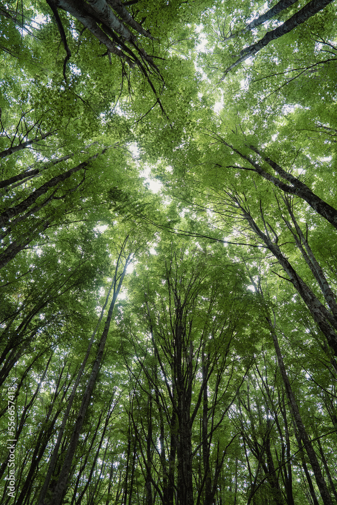 Fototapeta premium Bosque de hayas