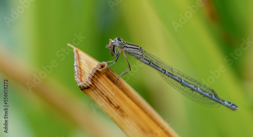 Dragonfly on leaf in the garden