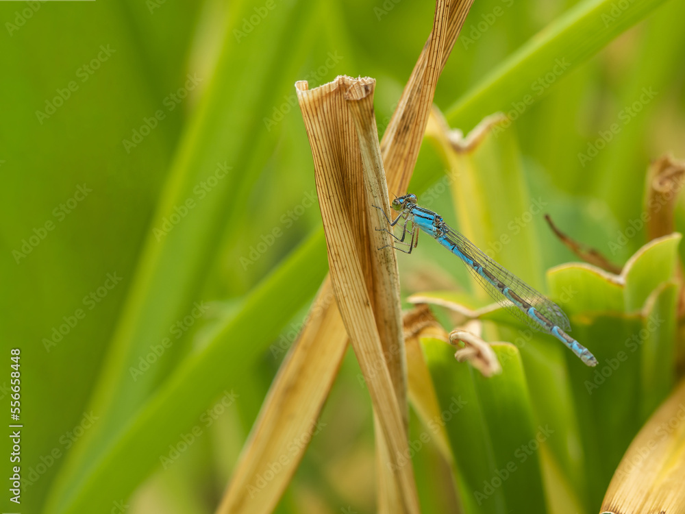 Dragonfly on leaf in the garden Dragonfly on leaf in the garden