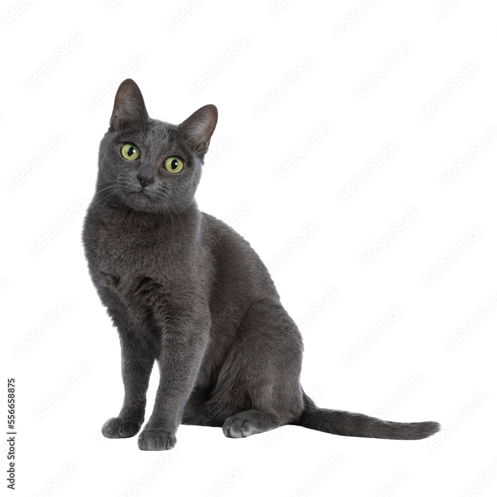Silver tipped blue adult Korat cat sitting up and looking straight at camera with green eyes, isolated on transparent background.