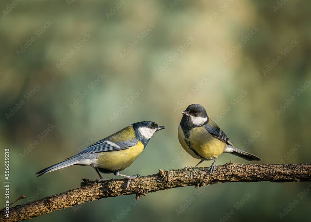 Obraz premium Great tit Parus major