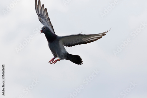 homing pigeon approach for landing to home loft