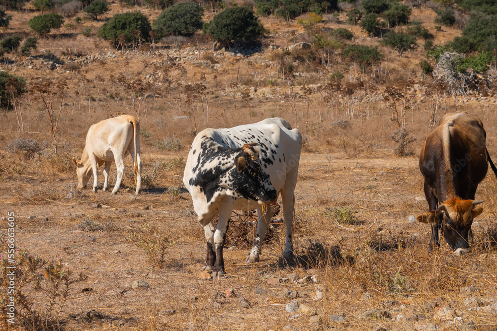 Fototapeta premium Cows grazing in the bushes near the village