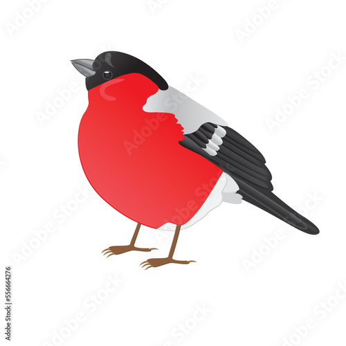 Cartoon bullfinch isolated on a white background