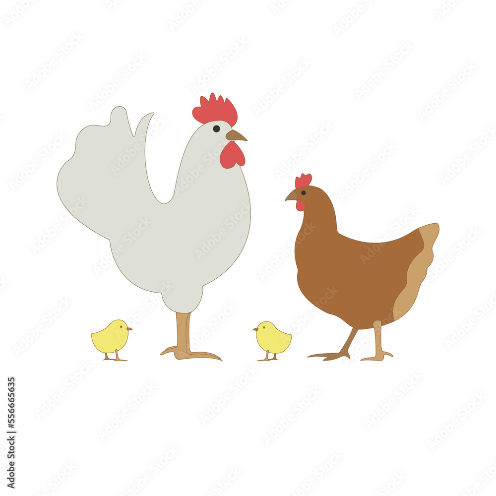 Rooster cock with hen and chicks isolated on white background. Chicken family icons in flat or cartoon style vector illustration. Rooster cock with hen and chicks isolated on white background. Chicken family icons in flat or cartoon style vector illustration.