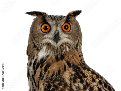 Canvas Print Head shot of Turkmenian Eagle owl / bubo bubo turcomanus s isolated on transpare