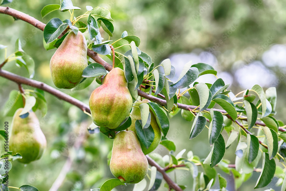 A tree brunch with ripe pears A tree brunch with ripe pears