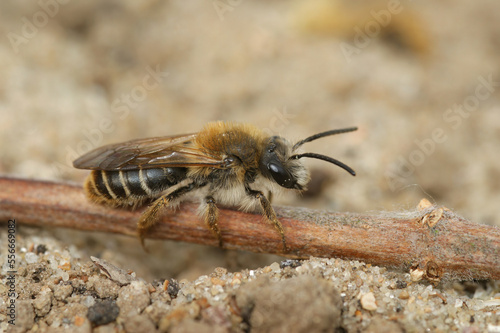 Natural closeup on a female Burbage Mining Bee, Andrena lathyri, sitting on the ground