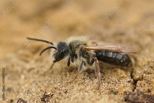 Closeup on a decolored male Orange tailed mining bee, Andrena haemorrhoa, sitting in the sand