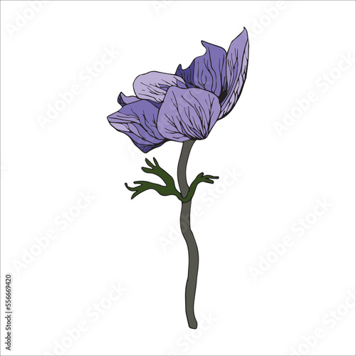 Vector illustration of purple anemone in cartoon style. Hand drawn purple anemone flower for card design, wedding decor, botanical books. Anemone flower isolated on a white background.