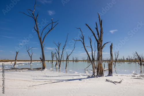 View of a salt pan with significant saline deposits containing dead trees around Aldersyde in Western Australia, leaving the impression of an ice field with snow in winter!