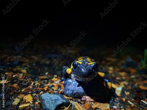 Feuersalamander