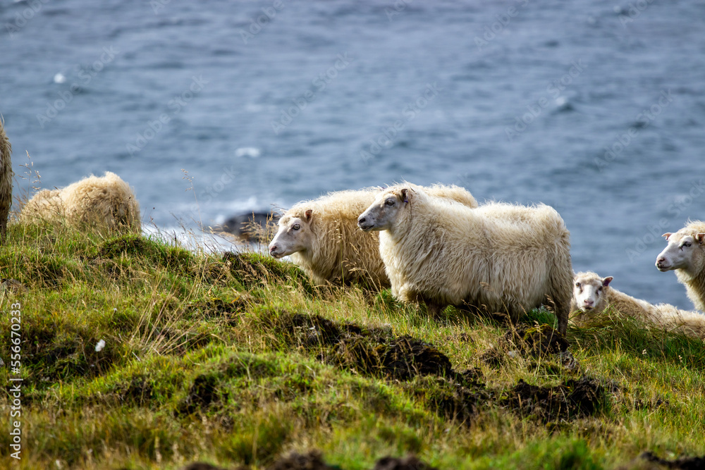 Obraz premium Icelandic sheep graze in the meadow near Ocean, Group of domestic animal in pure north nature.