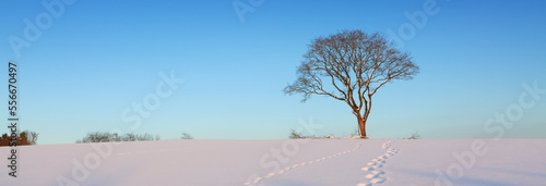 Beautiful winter background with tree in the snow.