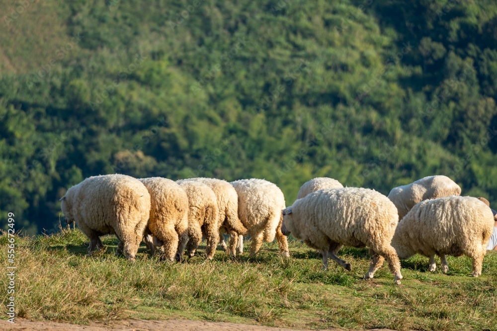 Farmville with sheep on grass and good vibes in winter Farmville with sheep on grass and good vibes in winter