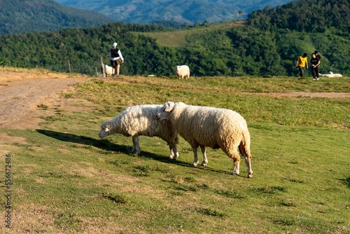 Farmville with sheep on grass and good vibes in winter photo