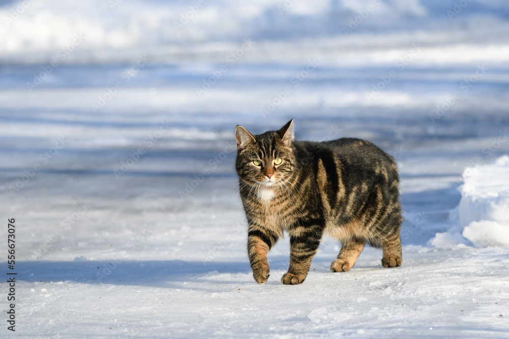 Beautiful tabby cat walking in the icy yard Beautiful tabby cat walking in the icy yard
