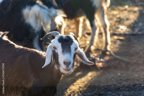 Goats on the farm in the village. Setif, Algeria. photo