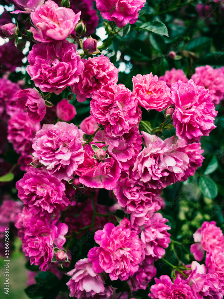 pink flowers