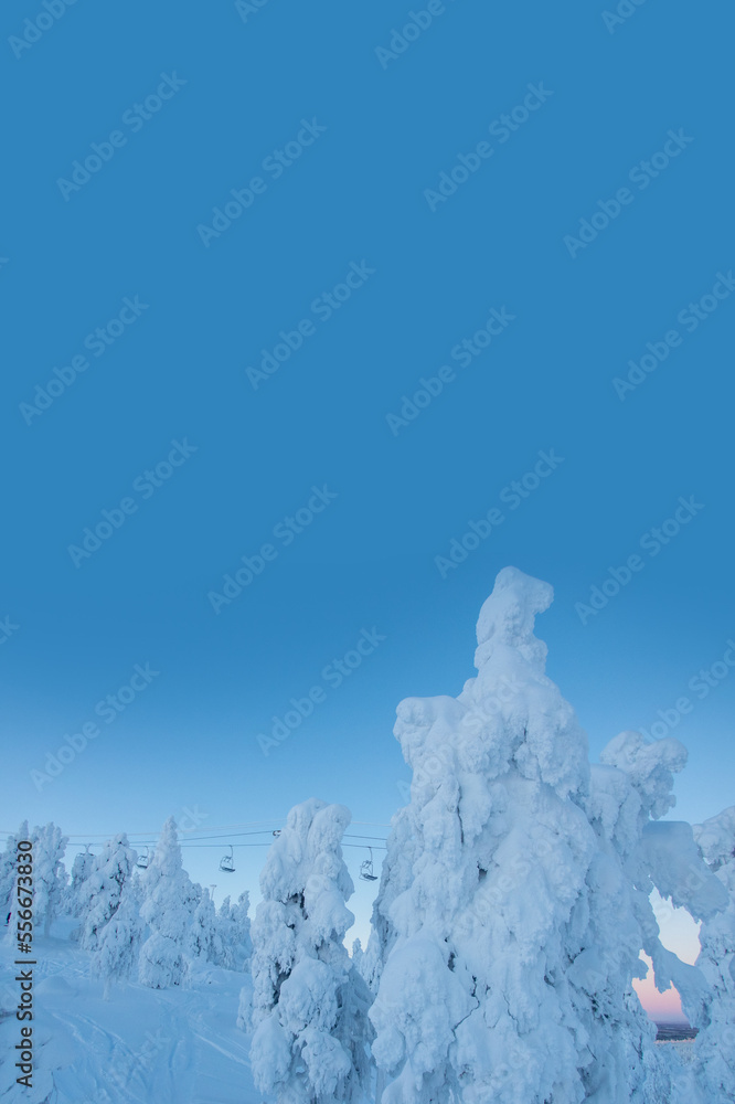 snow covered tree with blue copy space
