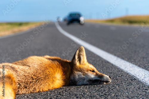 A dead fox is lying on the highway. An incident on the roadway. A car hit a wild animal to death. Protection of wild animals. No barriers along the forest and road. photo