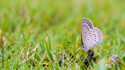 butterfly on grass