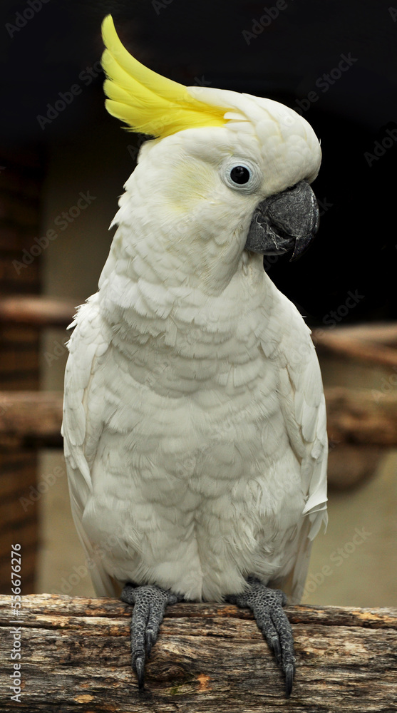 Sulphur-crested cockatoo (Cacatua galerita) portrait.