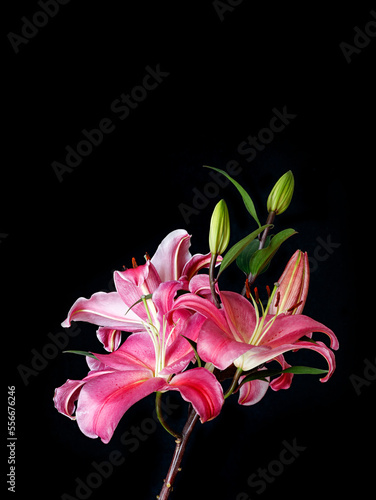 pink flower lily