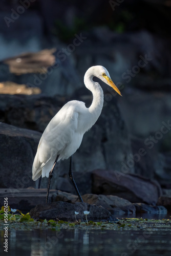 Close-up of a standing great egret