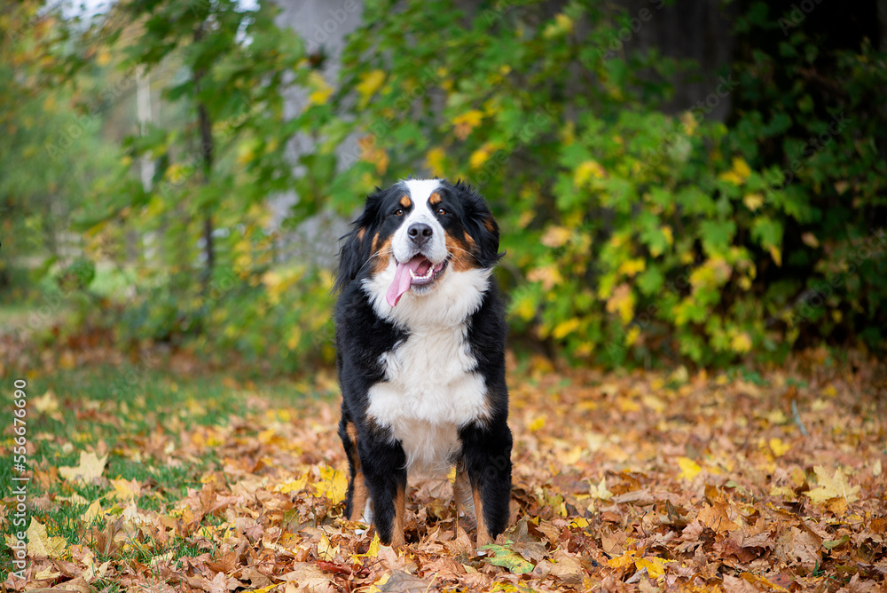 Adorable Cute Female Of Bernese Mountain Dog Standing In The Autumn Park