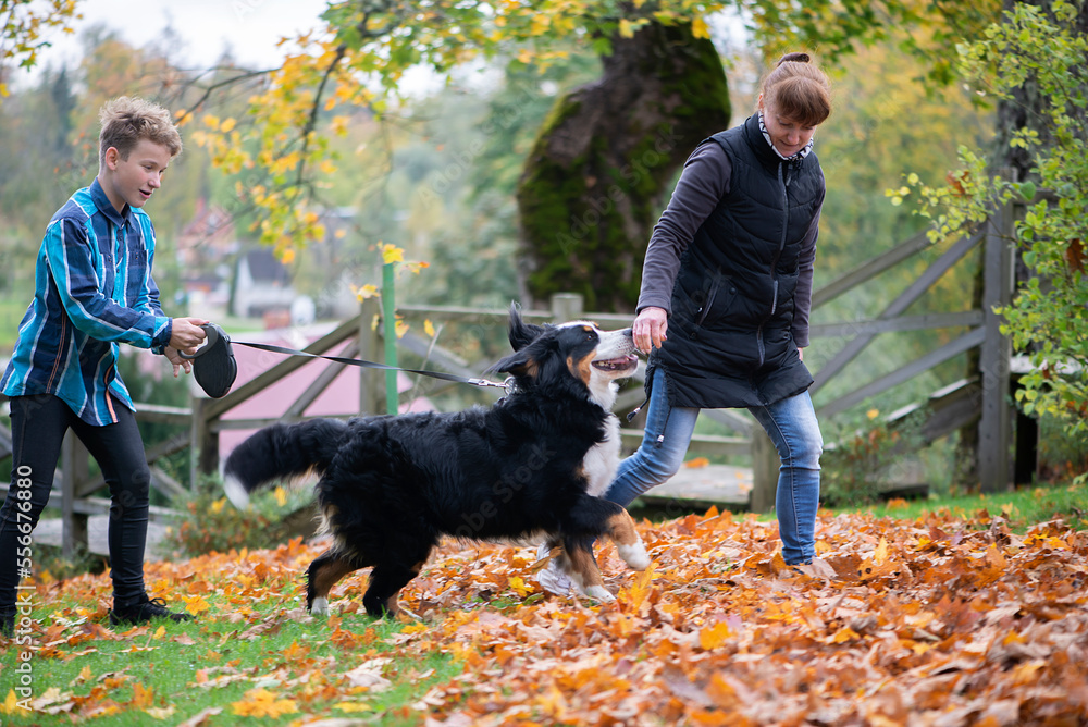 Happy family-mother and son teen walking with bernese mountain dog at autumn park Happy family-mother and son teen walking with bernese mountain dog at autumn park
