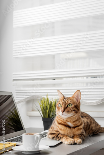 A domestic Bengal cat sits on a table next to a laptop. Funny cat in the home office. Business concept.