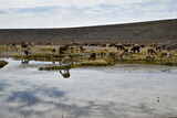 Vigognes au pâturage dans l'altiplano andin. Pérou
