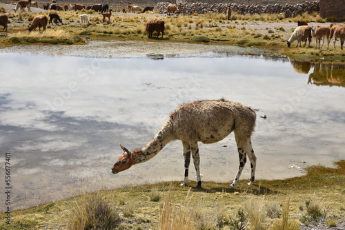 Vigogne de l altiplano andin. P  rou